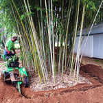 Load image into Gallery viewer, Bamboo Shield for Colder Climates – 60 mil thick x 24″ depth
